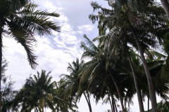 PENSION-TAHAA-LAGOON-BUNGALOWS-V-POLYNESIE-2-6