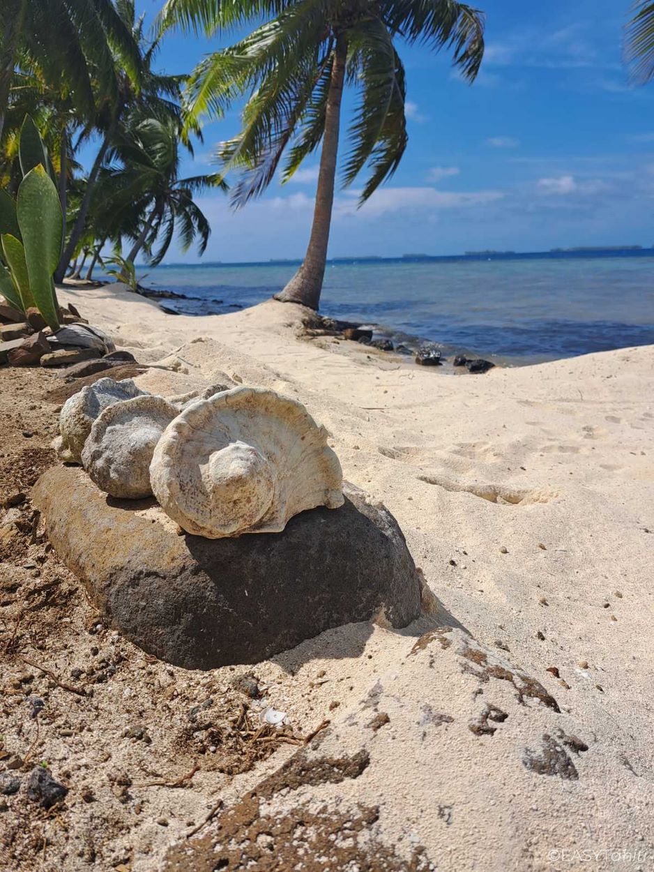 Coquillage sur la plage à Tahaa en Polynésie